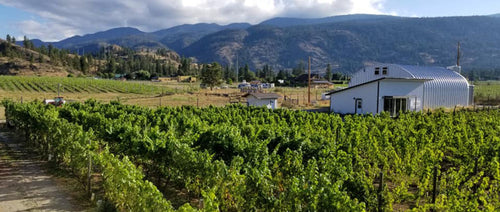 Synchromesh Vineyard Tour & Tasting